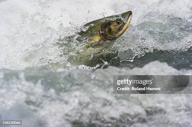 pink salmon (oncorhynchus gorbuscha) jumping upstream; valdez, alaska, united states of america - salmon jumping stockfoto's en -beelden