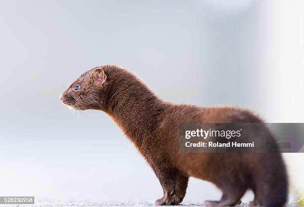 close up of a mink (neovison vison); valdez, alaska, united states of america - american mink fotografías e imágenes de stock