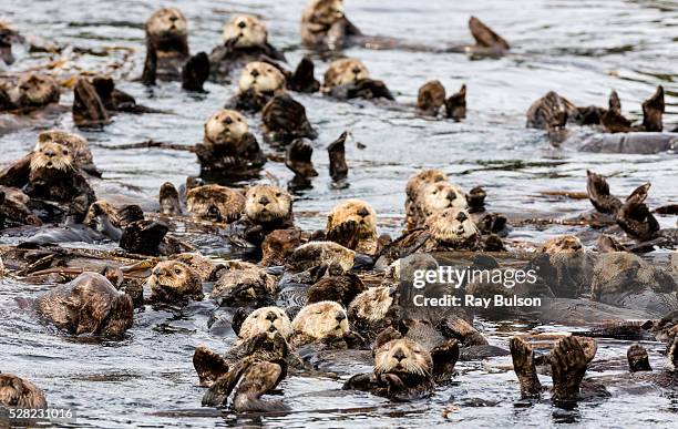 raft of sea otters (enhydra lutris) floating among kelp near koniuji island in kupreanof strait; kodiak island, alaska, united states of america - sea otter stock pictures, royalty-free photos & images