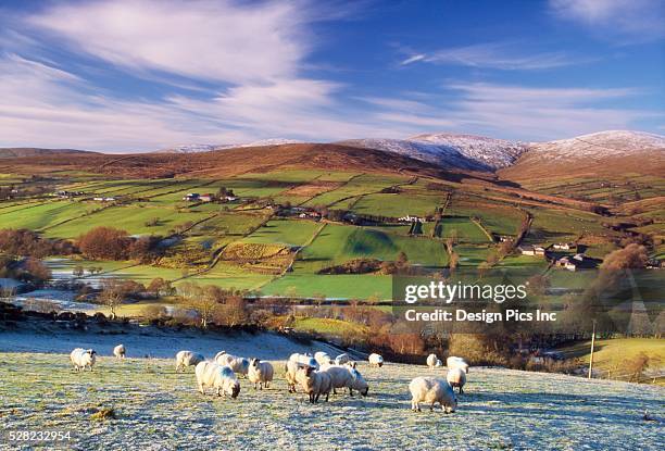 sheep grazing near the sperrin mountains - ireland winter stock pictures, royalty-free photos & images