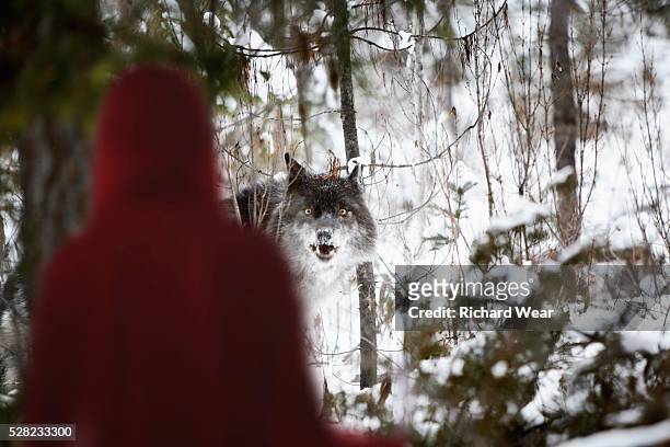 little red riding hood looking at the big bad wolf - big bad wolf stock-fotos und bilder