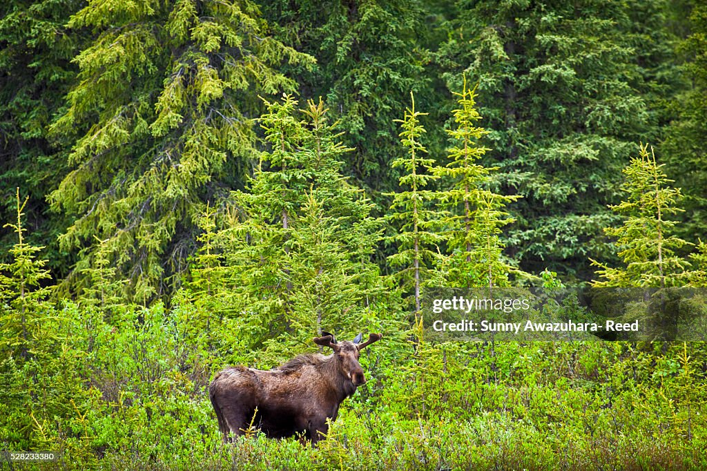 Bull moose in boreal forest along the Denali Highway, Southcentral Alaska, Summer.