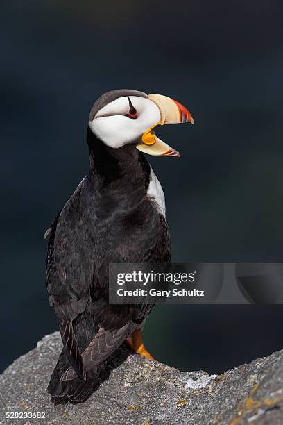 horned puffin (fratercula corniculata) standing on ledge of lichen-covered boulder, ocean in background, walrus islands state game sanctuary, round island, bristol bay, southwestern alaska - walrus islands state game sanctuary stock pictures, royalty-free photos & images