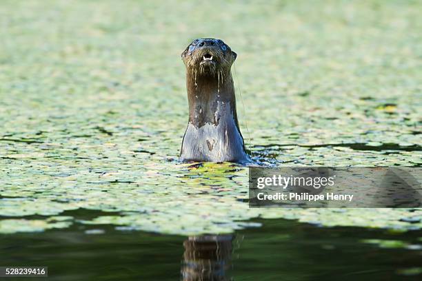 river otter (lontra canadensis) with body half emerged out of the water; quebec, canada - lontra stock pictures, royalty-free photos & images