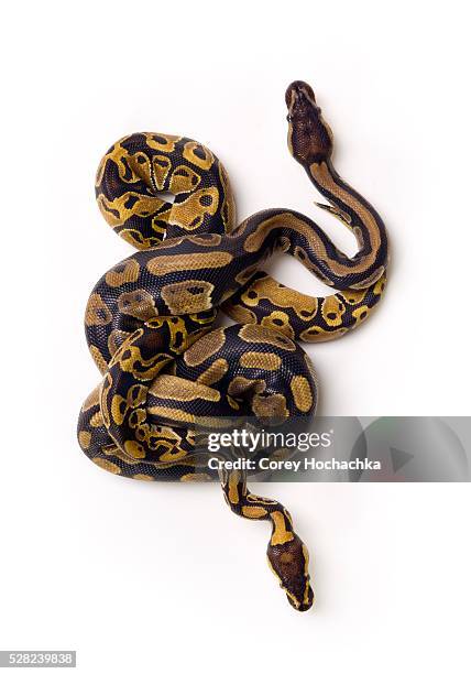 Mating Snakes Fotografías e imágenes de stock - Getty Images