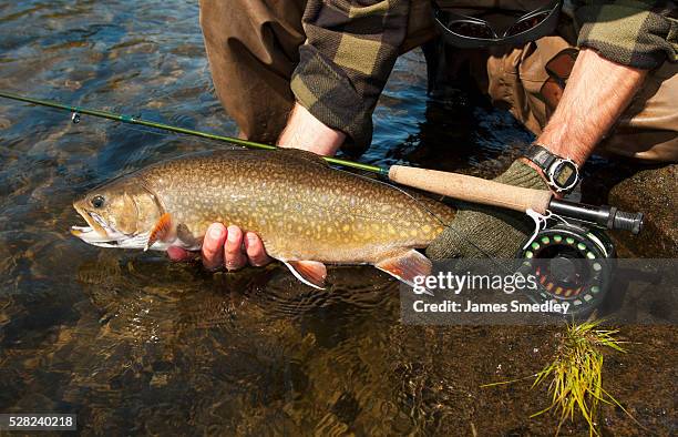 angler holding a large brook trout (salvelinus fontinalis); ontario, canada - brook trout stock pictures, royalty-free photos & images