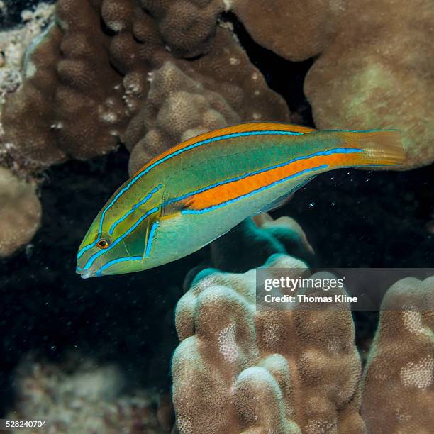 belted wrasse (stethojulis balteata), a hawaiian endemic fish, near a coral reef; kona, island of hawaii, hawaii, united states of america - lábrido fotografías e imágenes de stock