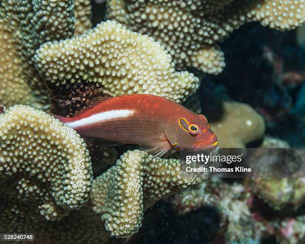arc-eye hawkfish (paracirrhites arcatus) resting on antler coral; kona, island of hawaii, hawaii, united states of america - arc eye hawkfish stock pictures, royalty-free photos & images