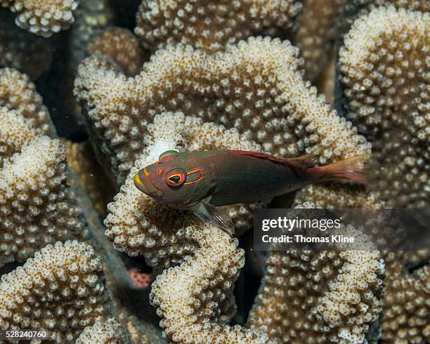 arc-eye hawkfish (paracirrhites arcatus) resting on antler coral; kona, island of hawaii, hawaii, united states of america - arc eye hawkfish stock pictures, royalty-free photos & images