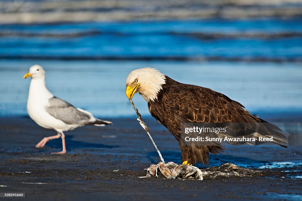 Bald Eagle on the beach feeding on fish carcass with a Seagull in the background, Ninilchik, Kenai Peninsula, Southcentral Alaska, Summer.