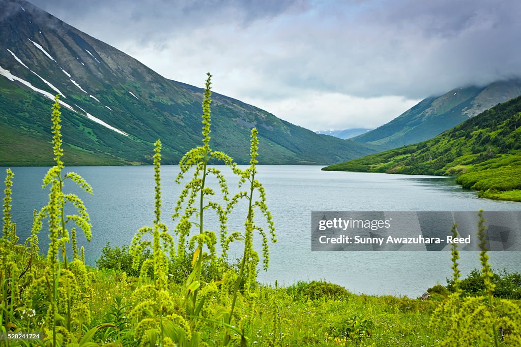 Green False Hellebore blooming along Crescent Lake, surrounded by the Kenai Mountains, Kenai Peninsula, Southcentral Alaska, Summer.