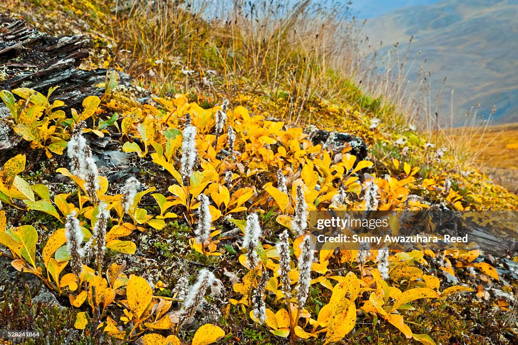 Close up of tundra in fall colors, Gates of The Arctic National Park & Preserve, Arctic Alaska, Autumn.