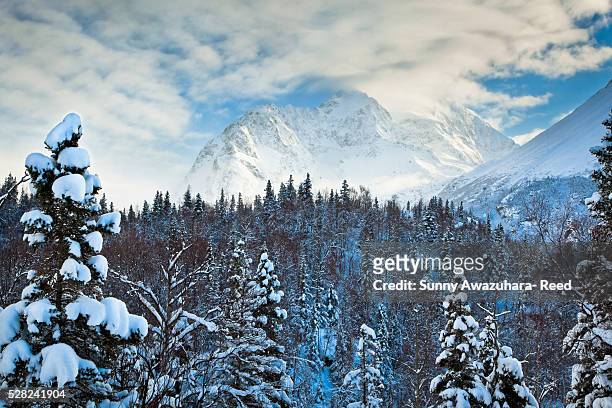 scenic winter view of chugach mountains and spruce forest, eagle river, southcentral alaska - sitkafichte stock-fotos und bilder