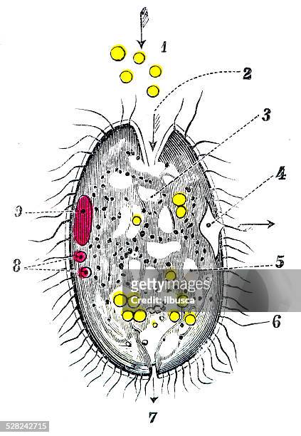 stockillustraties, clipart, cartoons en iconen met antique medical scientific illustration high-resolution: paramecium - paramecium