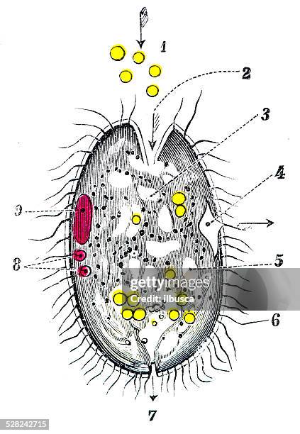 antique medical scientific illustration high-resolution: paramecium - ciliate stock illustrations