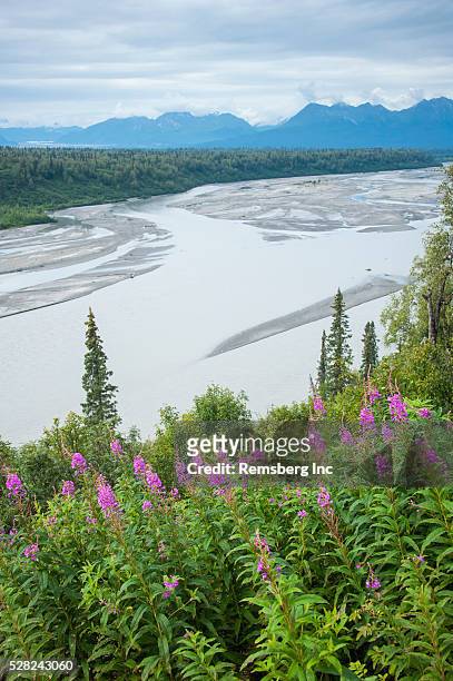 fireweed (epilobium angustifolium) with the alaskan susitna river in the background. - mt susitna stock pictures, royalty-free photos & images