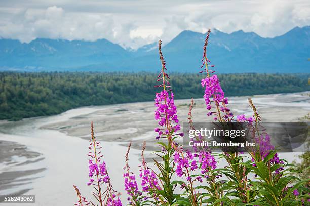 fireweed (epilobium angustifolium) with the alaskan susitna river in the background. - mt susitna stock pictures, royalty-free photos & images