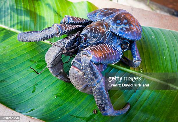 coconut crab (birgus latro); vanuatu - coconut crab stock pictures, royalty-free photos & images