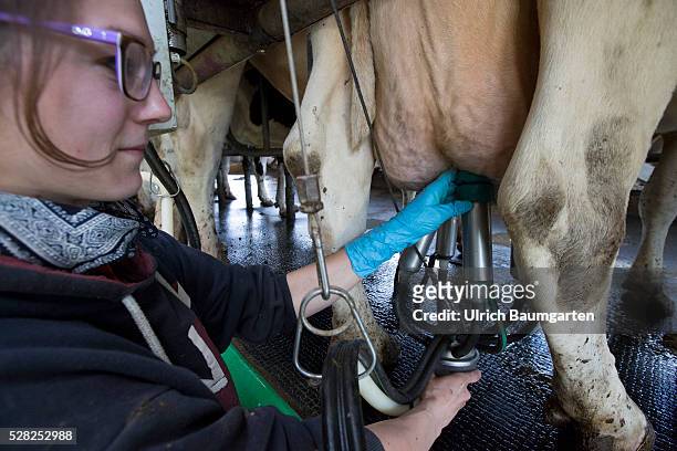 Junk goods milk. For many farmers the low milk prices mean existancial anxiety. The photo shows the attachment of a melk device at a milk cow.