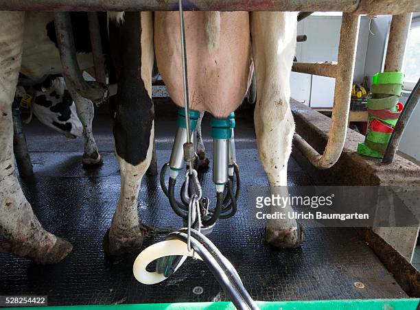 Junk ood milk. For many farmers the low milk prices mean existancial anxiety. The photo shows a single milk cow during milking.