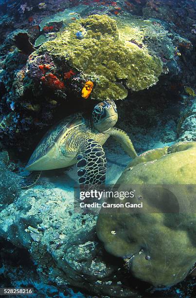 Sea Turtle Hiding In Shell 74 Turtle Hiding Shell Stock Photos, High-Res Pictures, and Images ...