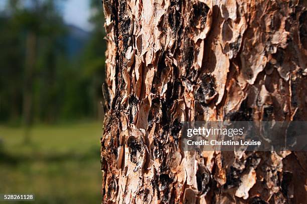 88 Rough And Bumpy Skin Stock Photos, High-Res Pictures, and Images ...