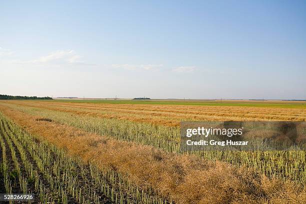 swathed field of lentils, saskatchewan, canada - lentil stock pictures, royalty-free photos & images