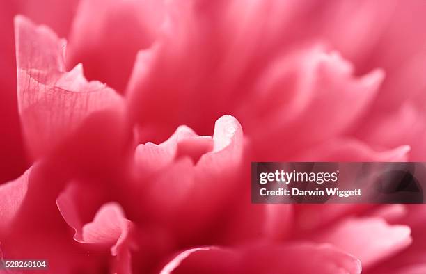peony close-up - cochrane, alberta - cochrane alberta stock pictures, royalty-free photos & images