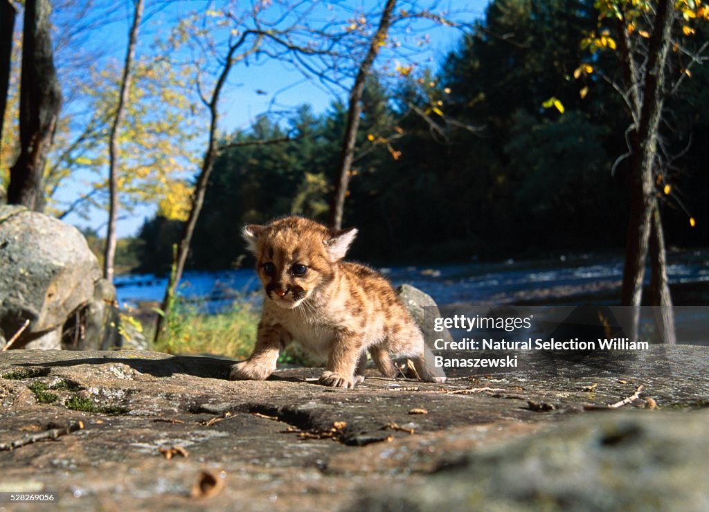 Cougar Cub