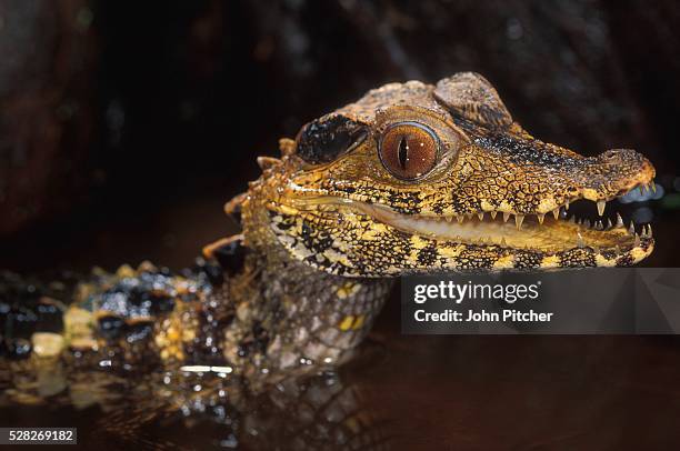 dwarf caiman - african dwarf crocodile stock pictures, royalty-free photos & images