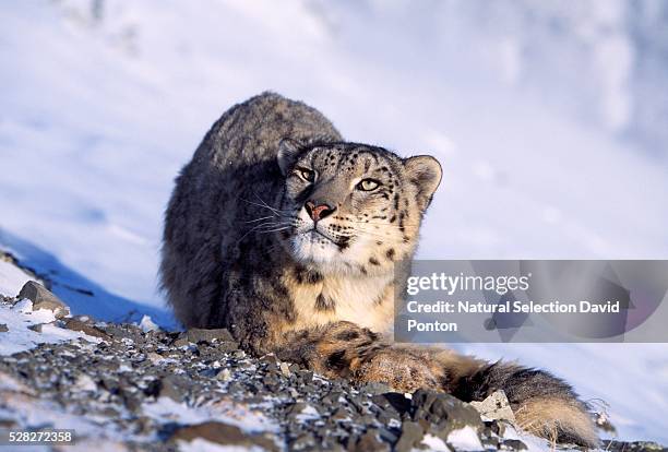 snow leopard in snow - snow leopard fotografías e imágenes de stock