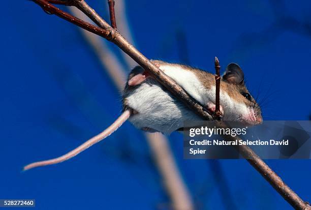 low-angle view of white-footed mouse on tree branch - white footed mouse stock pictures, royalty-free photos & images