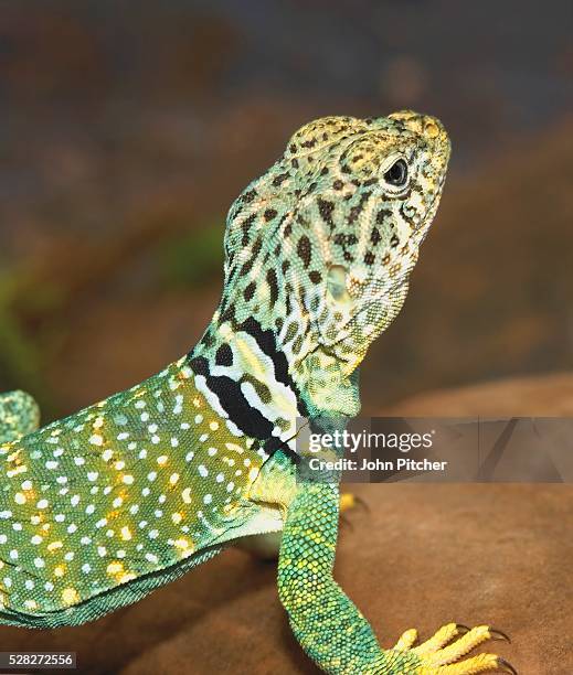 collared lizard - lagarto de collar fotografías e imágenes de stock