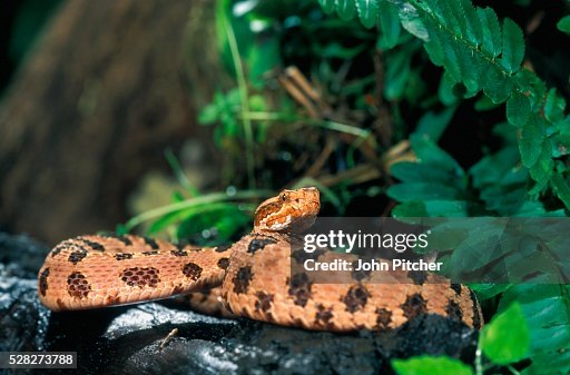 Pygmy Raptors Pygmy Rattlesnake High-Res Stock Photo - Getty Images