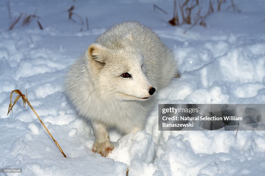 Arctic Fox in Snow