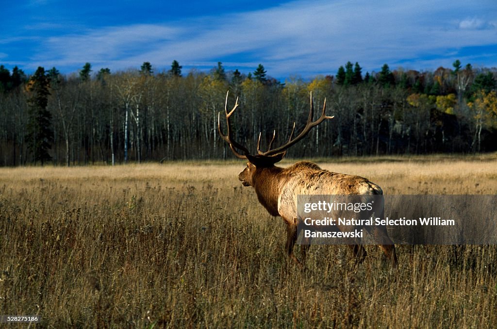 Bull Elk