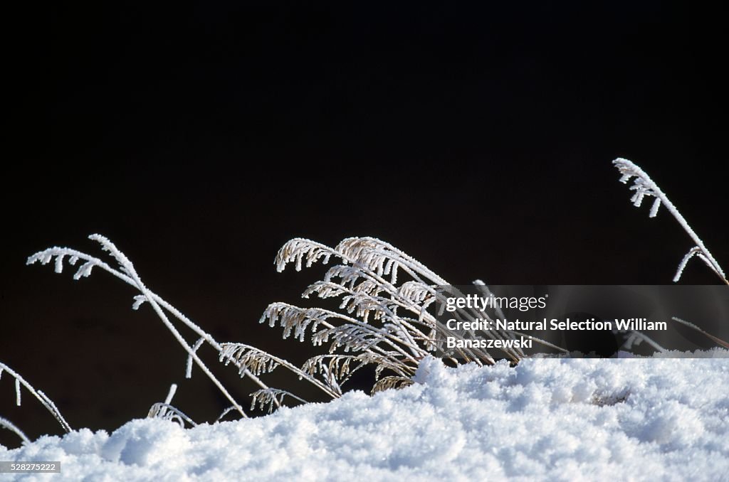 Grass Coated in Snow