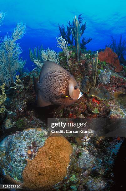 gray angelfish - gray angelfish fotografías e imágenes de stock