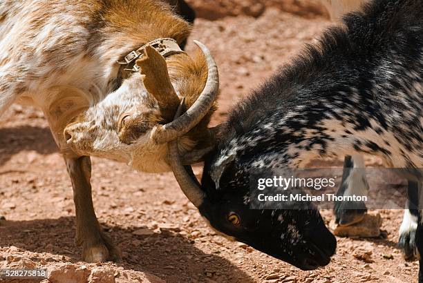 Goat Clashing Goats Fighting Photos and Premium High Res Pictures - Getty Images