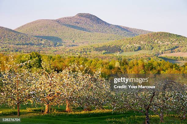 view of apple orchard in bloom and pinacle mountain at sunset, eastern townships, quebec, canada. - eastern townships quebec stock pictures, royalty-free photos & images