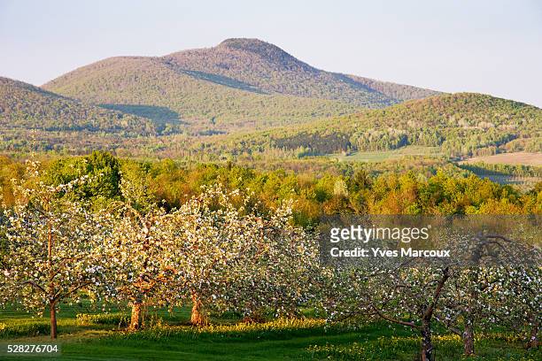 view of apple orchard in bloom and pinacle mountain at sunset, eastern townships, quebec, canada. - eastern townships - fotografias e filmes do acervo