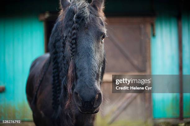 friesian horse in front of a barn; saanichton british columbia canada - friesian horse stock pictures, royalty-free photos & images