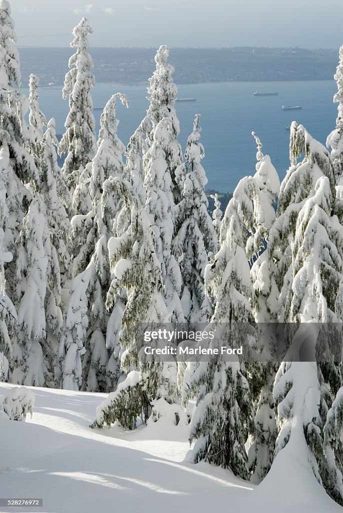 View From Top Of Grouse Mountain, Vancouver, British Columbia