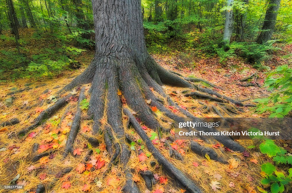 Easter White Pine Tree Trunk Surrounded By Autumn Sugar Maple Leaves. Algonquin Provincial Park, Ontario. Canada.