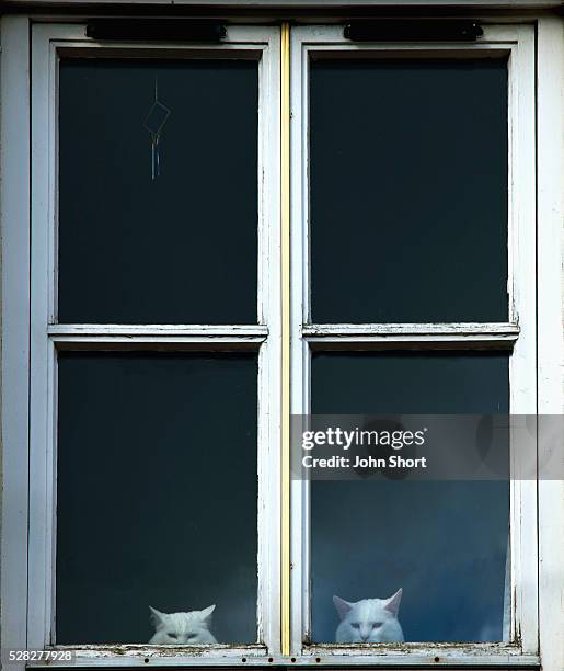 two cats peering out the window; gatehouse of fleet dumfries scotland - cat peeking stock pictures, royalty-free photos & images