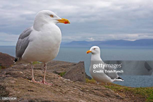 seagulls on slea head on the dingle peninsula; county kerry munster ireland - herring gull stock pictures, royalty-free photos & images