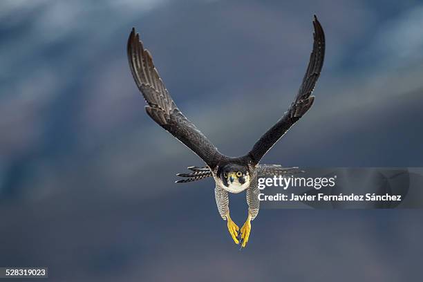 peregrine falcon flying - peregrine falcon fotografías e imágenes de stock