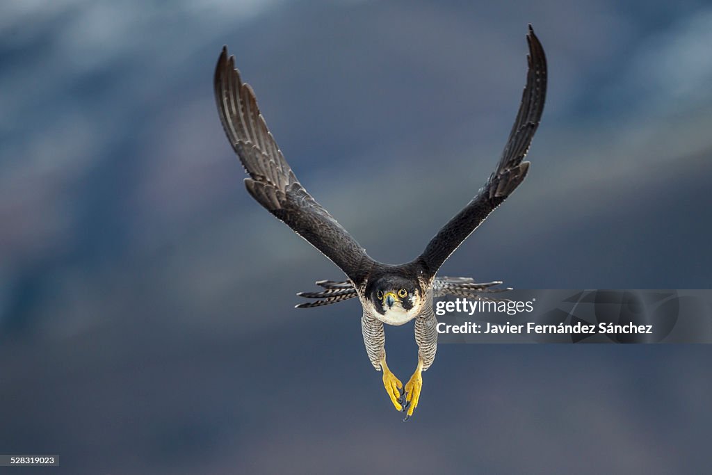 Peregrine falcon flying