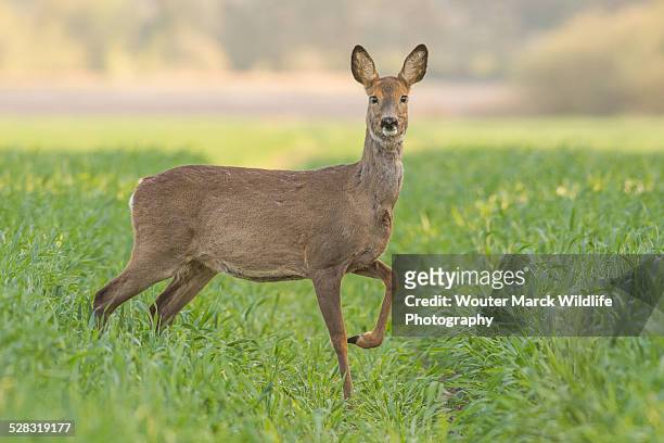 roe deer doe - billund stock pictures, royalty-free photos & images