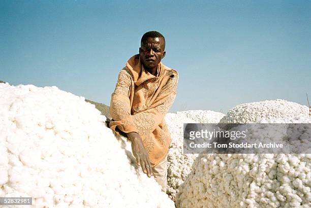 Cotton farmer from Gorra village in southern Chad, where an Exxon Mobil pipeline will carry oil from the land-locked oil fields of Chad through the...